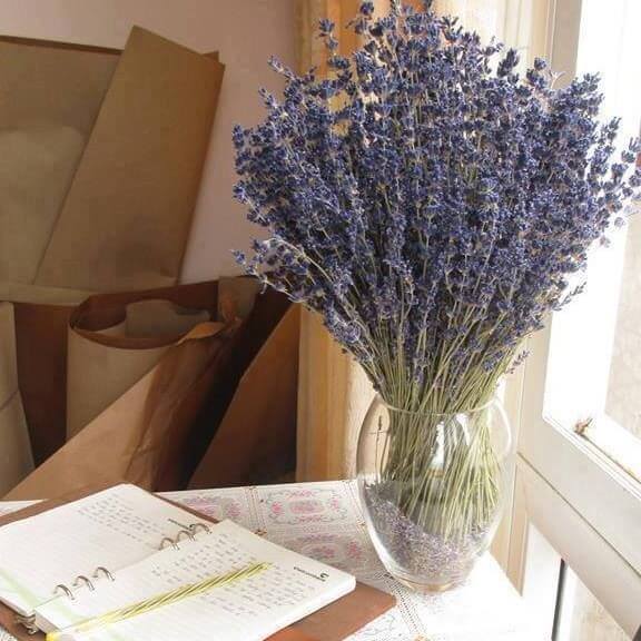 hoa lavender khô Đà Lạt