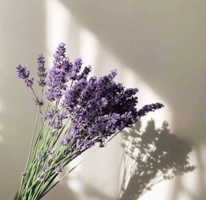 hoa lavender khô Đà Lạt